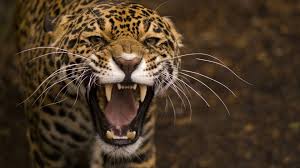 angry leopard