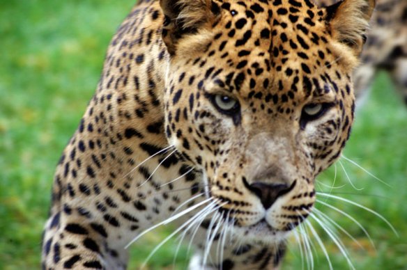 panthera pardus