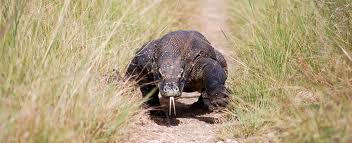 Martial Vout Martial Vout